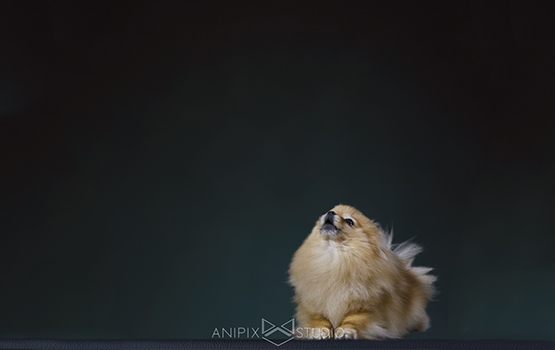 Anipix studio : la photographie animalière a son site web